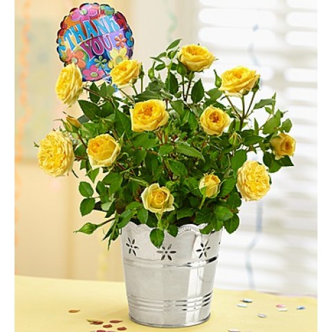 Thank you Rose