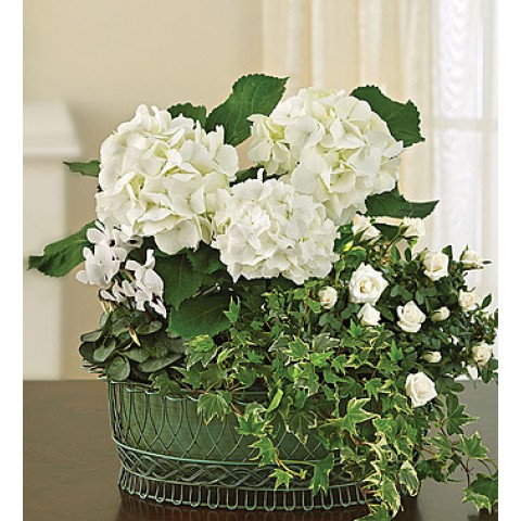 Tranquil White Garden