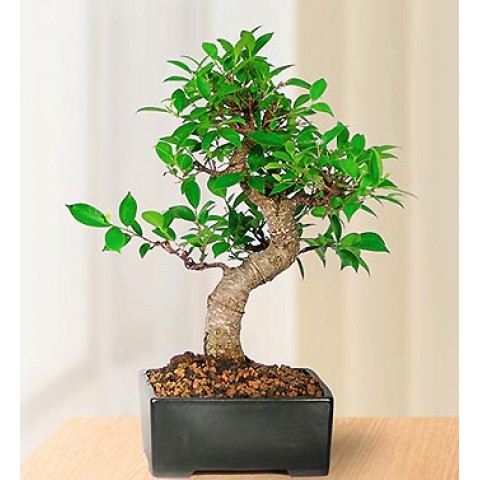 Golden Gate Bonsai