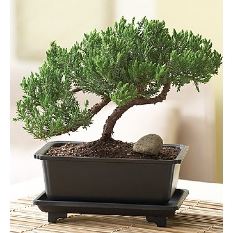 Juniper Bonsai