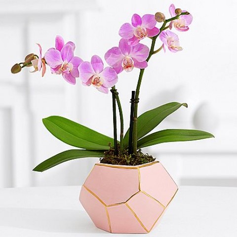 Pink Orchid Plant