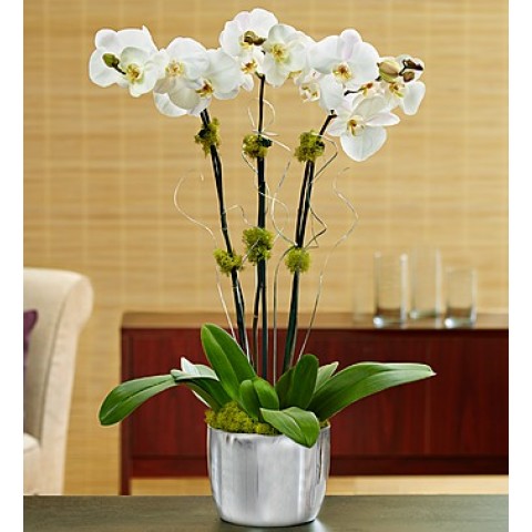 Silver Celebration Orchid