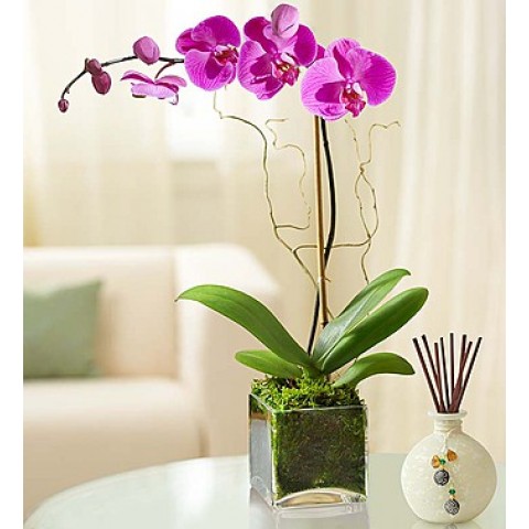 Elegant Orchid